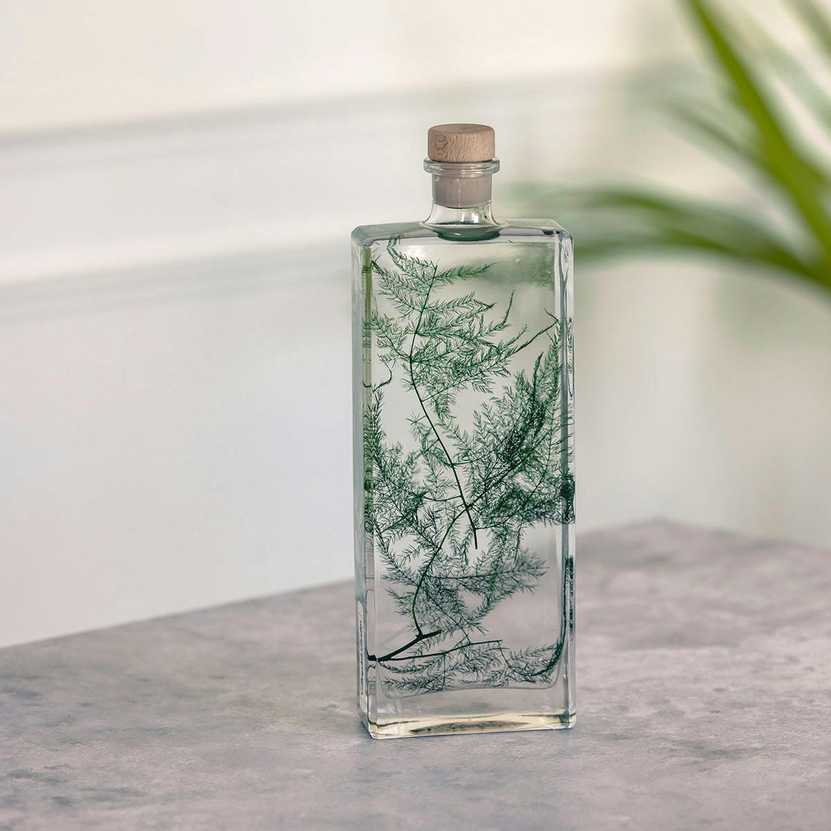 HERBARIUM DE THEOPHILE - Plante immergée Asparagus plumosus