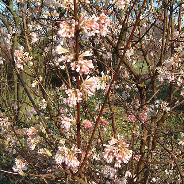 2 x Viorne d'hiver 'Charles Lamont' - Viburnum bodnantense 'Charles Lamont'- 50-60 cm pot