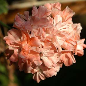 Zonarticpelargon 'Lara Mandarin'