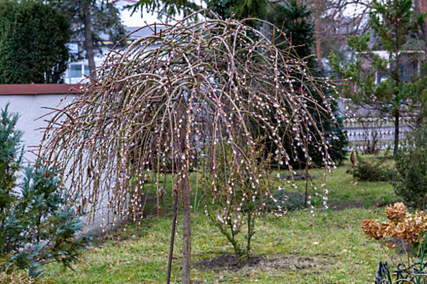 Arbres et plantes - SALIX caprea Curly locks C15L 1/2 TIGE - 150cm - Jaune - Extérieur