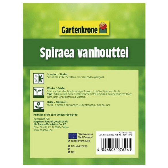 Prachtspiere, Spiraea vanhouttei, Blätter: grün, Blüten: weiß