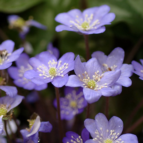 6 x Anémone hépatique - Hepatica nobilis- godet 9cm x 9cm