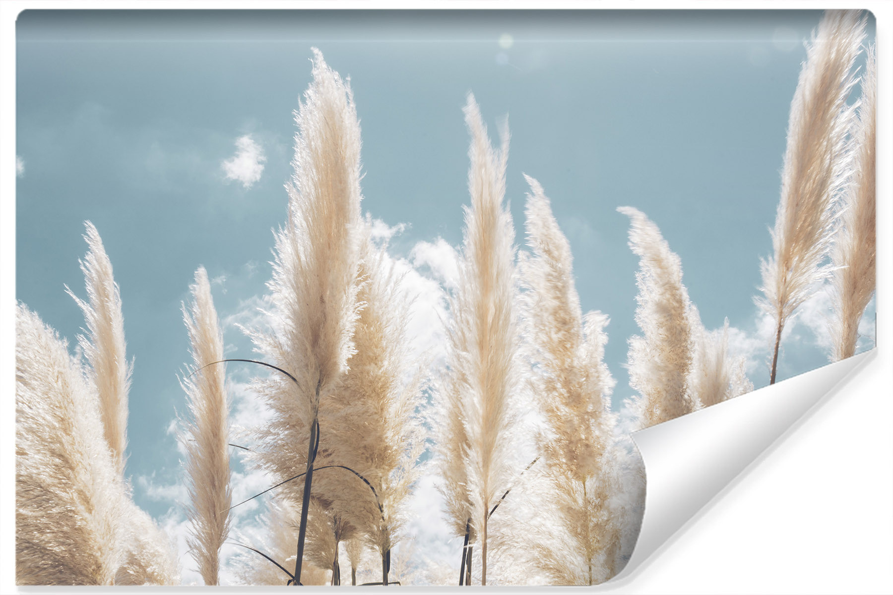 Fototapeta TRAWA Pampasowa Niebo Chmury 3D 90x60cm