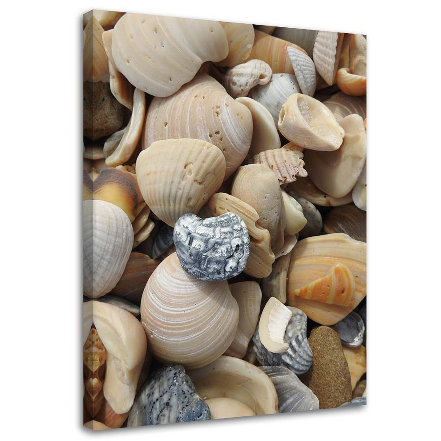 Feeby Obraz na płótnie Muszle i kamienie na plaży 40x60
