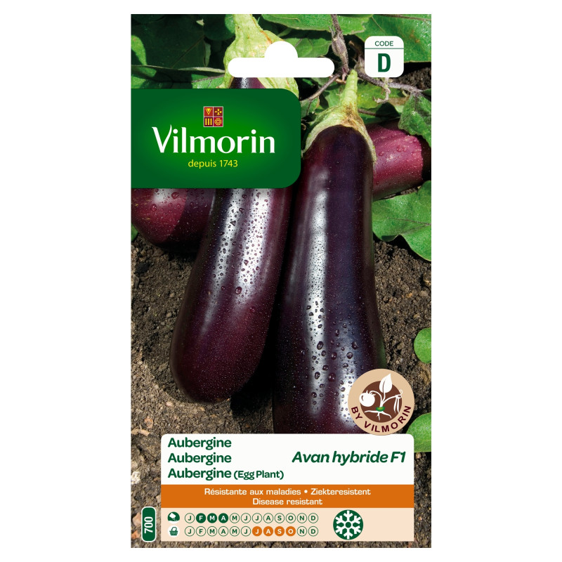 Semences d'aubergine Avan hybride F1 VILMORIN