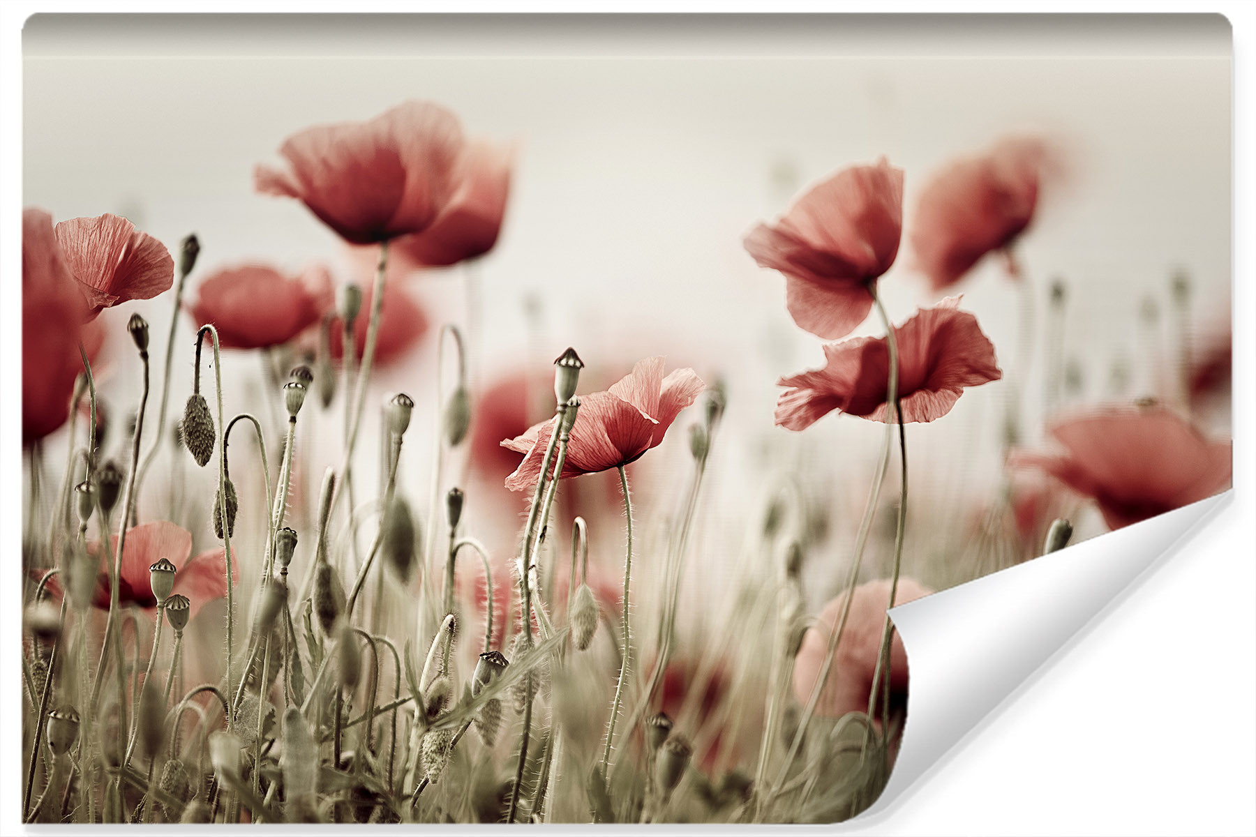 Fototapeta Do Salonu Czerwone MAKI Pole 3D 90x60cm