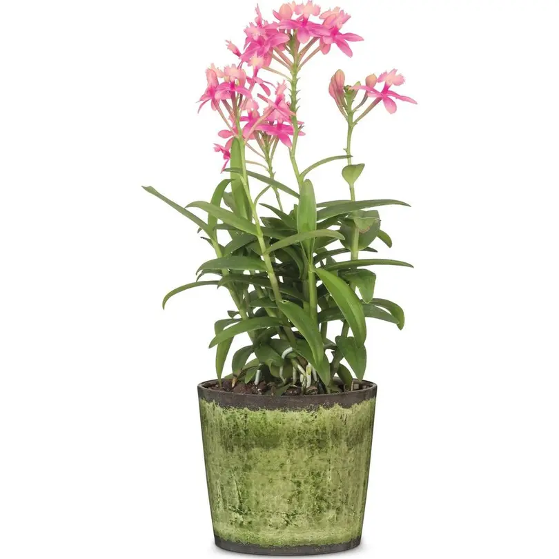Blumentopf Scheurich