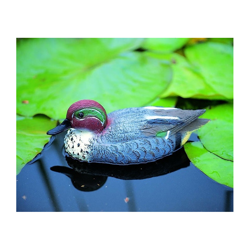Sarcelle flottant pour bassin