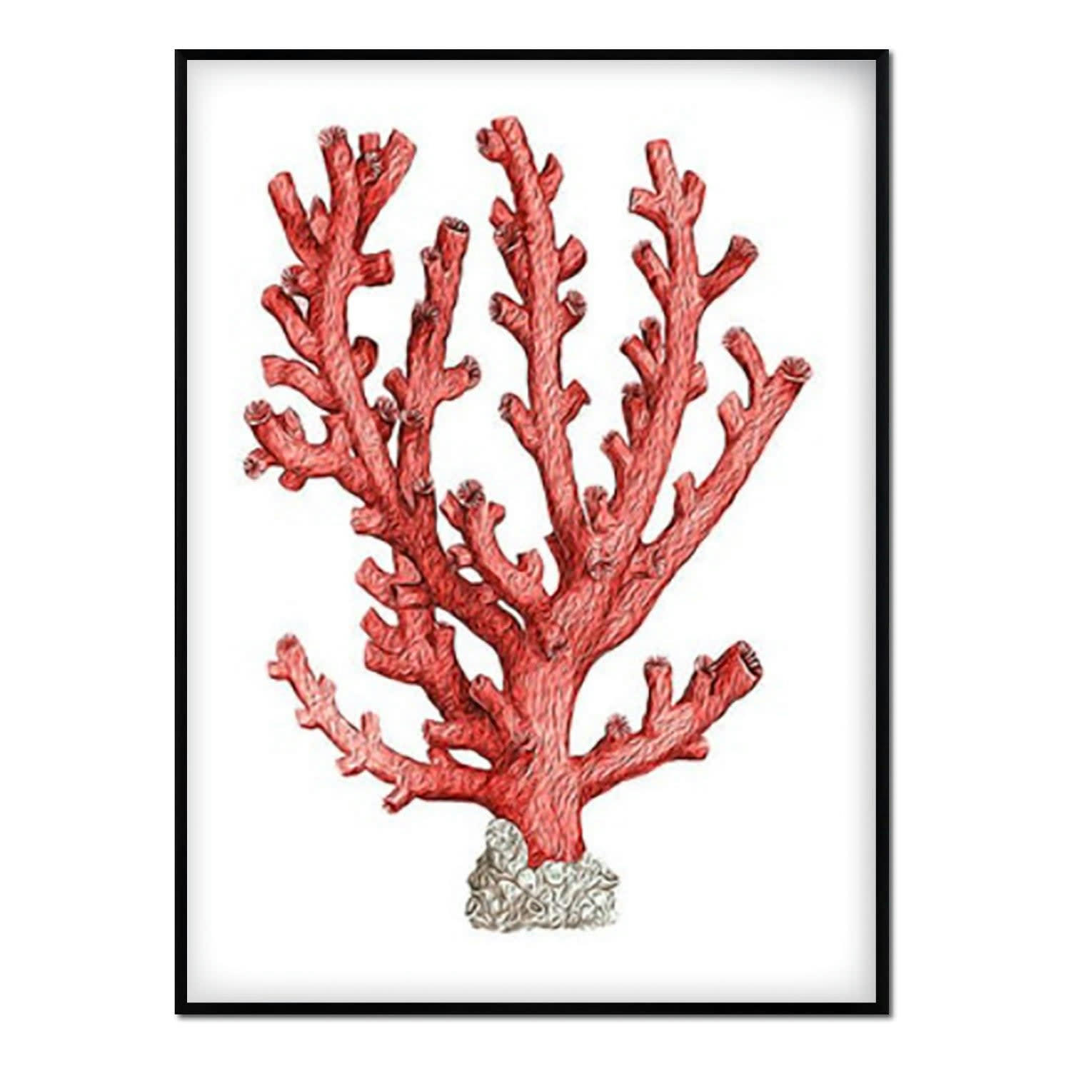 CORAL - Affiche avec cadre noir - Corail - 50x70