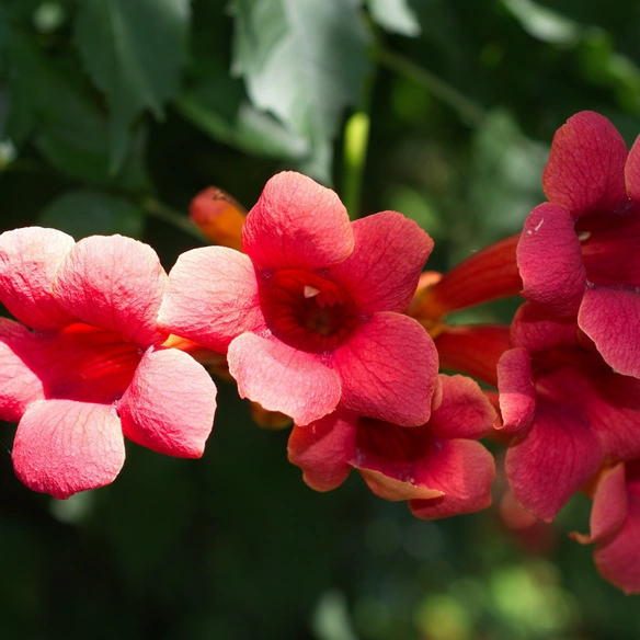 Klettertrompete, Campsis radicans »Flamenco«, rot, winterhart