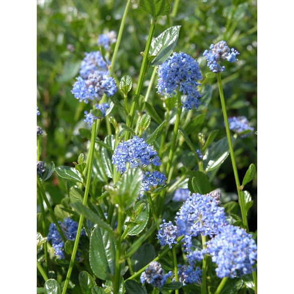 Säckelblume, Ceanothus impressus »Victoria«, Blätter: grün, Blüten: blau