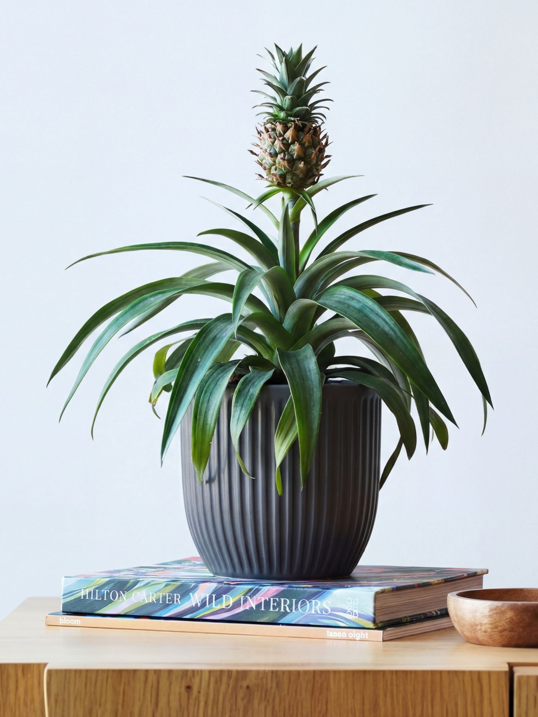 Beards & Daisies Grey Real Pineapple Plant in Ribbed Pot