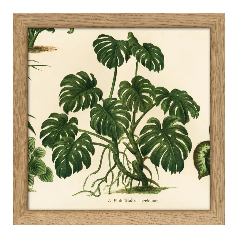 Bild mit Rahmen Botanical
