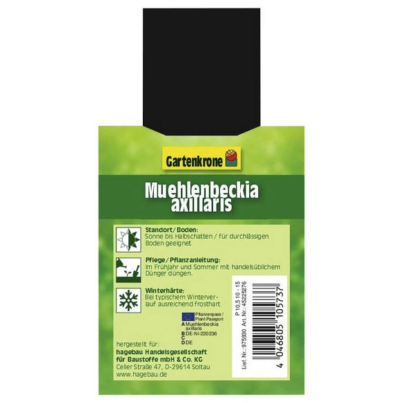 Drahtstrauch, Muehlenbeckia axillaris, Blattfarbe: grün, Blüte: weiß