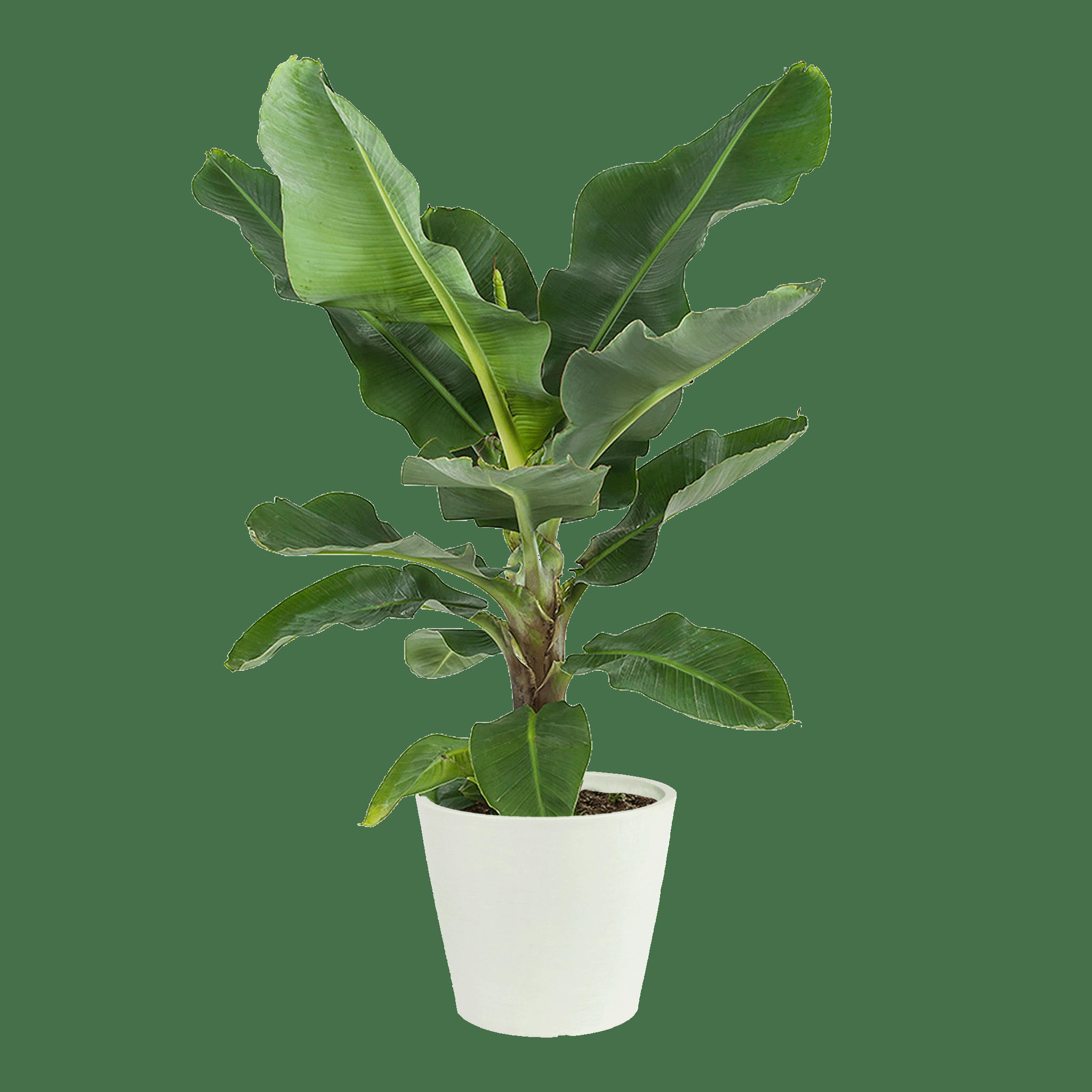 - Plante d'intérieur - Bananier de 80 cm en pot blanc gris