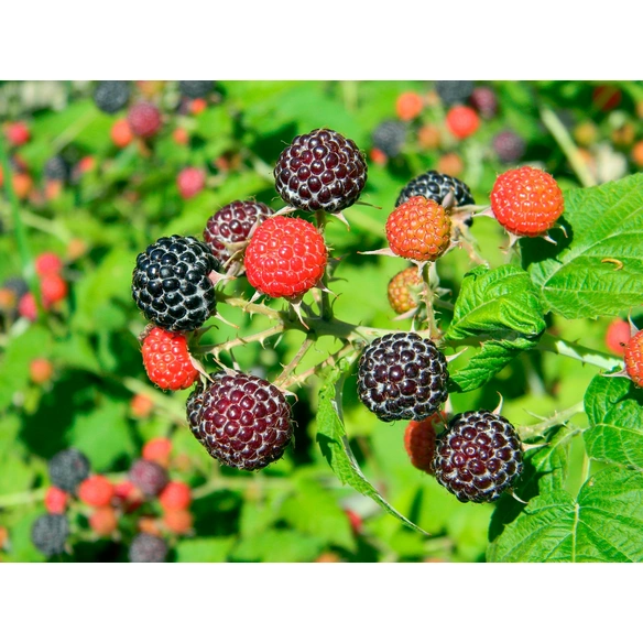 Himbeere, Rubus idaeus »Black Jewel«, Frucht: schwarz, zum Verzehr geeignet