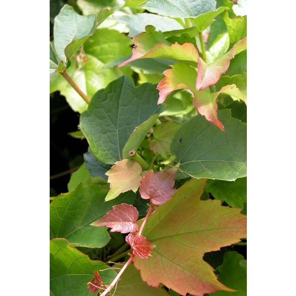 Wilder Wein, Parthenocissus tricuspidata »Veitchii Robusta«, creme, winterhart