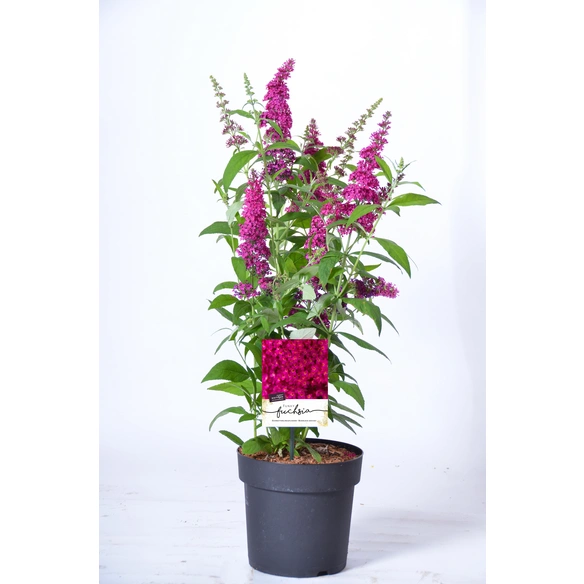 Sommerflieder, Buddleja davidii »Funky Fuchsia«, Blätter: grün, Blüten: rosa/pink