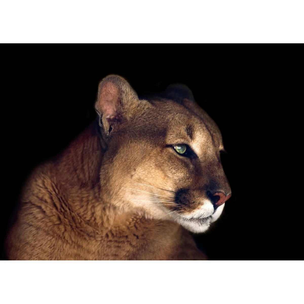 ANIMAUX - Tableau sur toile portrait puma 30x45 cm