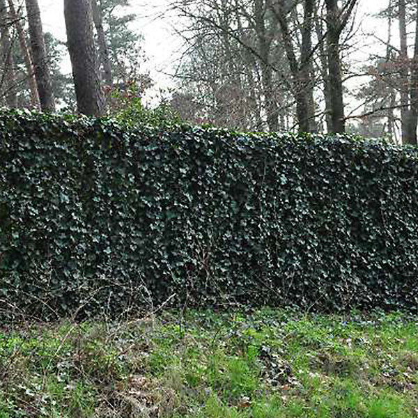 2 x Lierre commun - Hedera helix- 60-80 cm pot