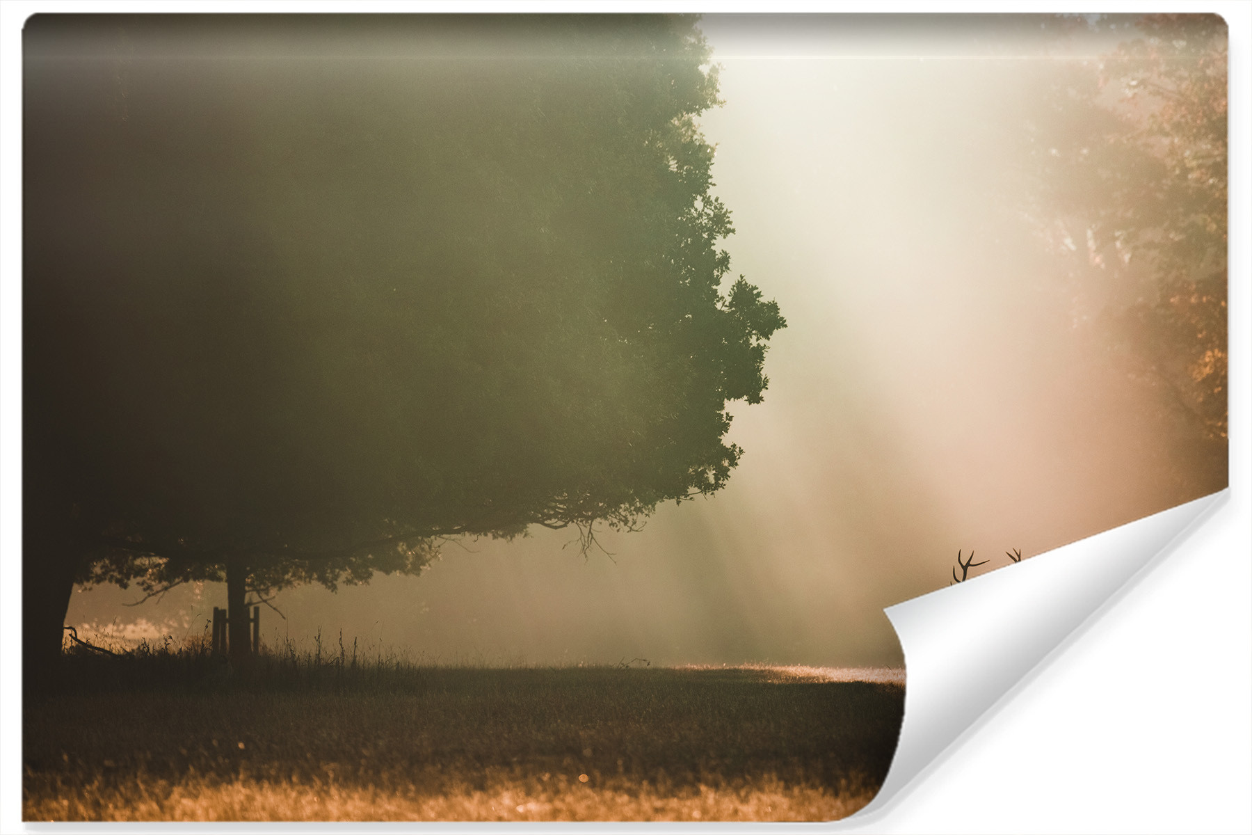 Fototapeta Jesienny Pejzaż JELEŃ Drzewa 3D 90x60cm