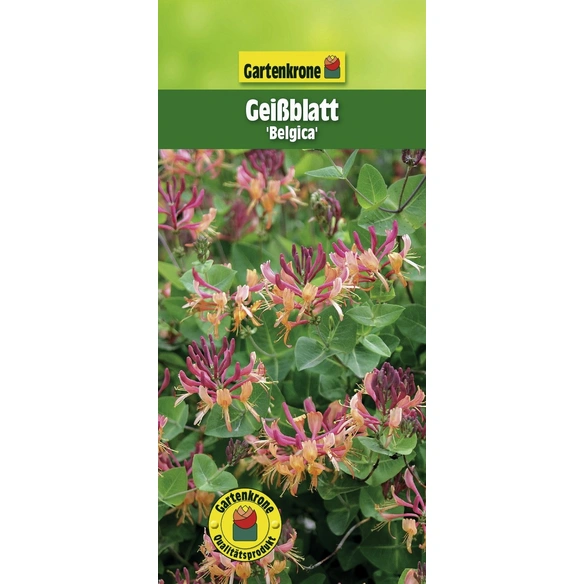 Geißblatt, Lonicera periclymenum »Belgica Select«, Blätter: grün, Blüten: zweifarbig