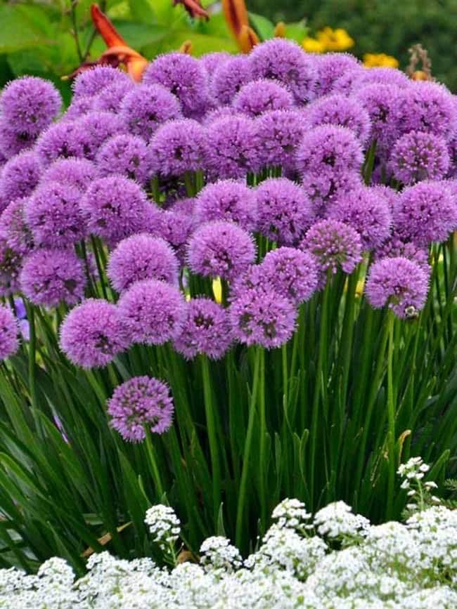 Allium 'Millenium' | Perennial Ornamental Onion, Multiple Size Options - Fall 2026 Pre-Order