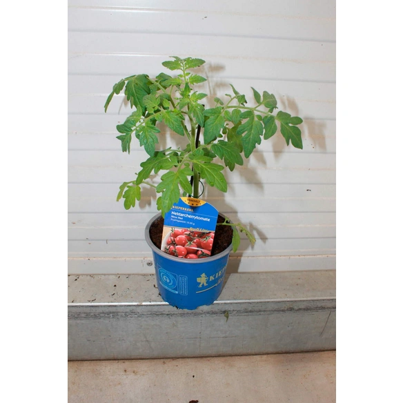 Tomatenpflanze, veredelt, im Topf Ø: 12 cm