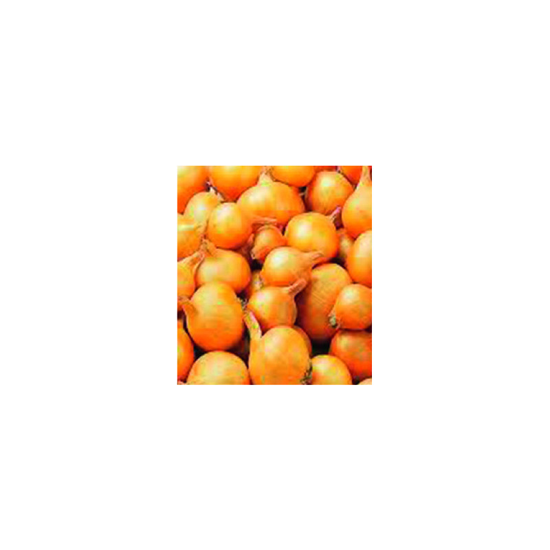 Bulbes d'échalotes Golden Gourmet 1 kg VILMORIN