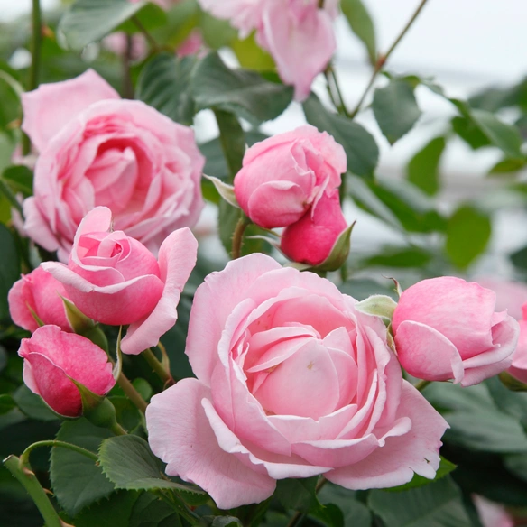 Kletterrose Rosa »Kiss me Kate®«