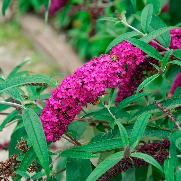 Sommerflieder, mehrjaehrig, rot