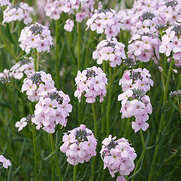 6 x Aéthionema d'Arménie - Aethionema armenum 'Warley Rose'- godet 9cm x 9cm