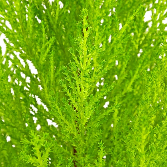 Zimmerzypresse, Cupressus macrocarpa »Goldcrest Wilma«, im Kunststoff-Kulturtopf