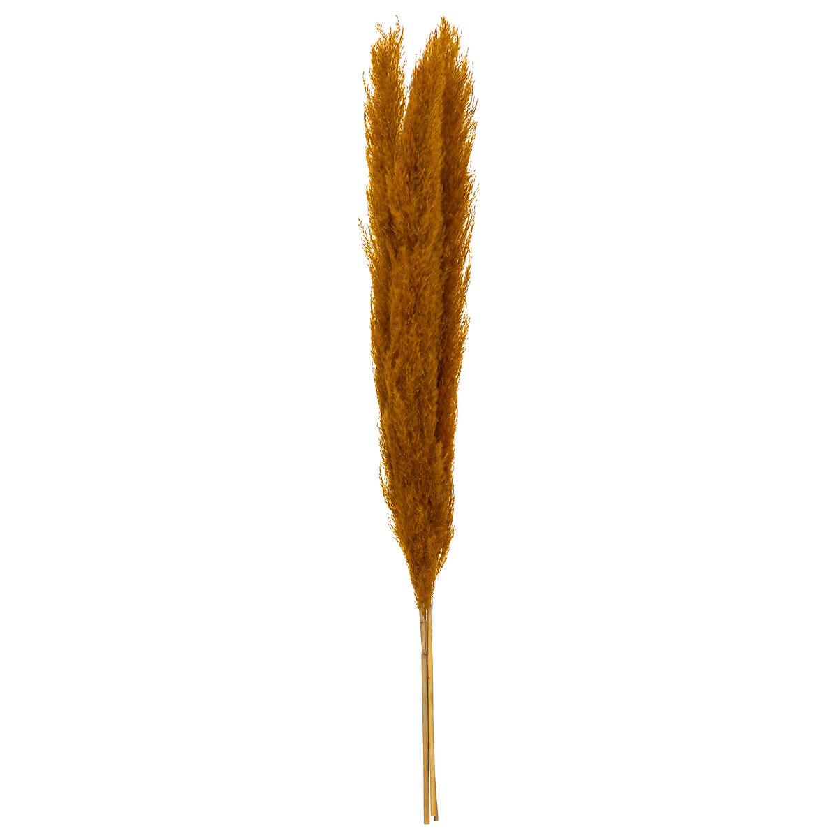 3 dried flowers "Natural Pampa" Mustard yellow, H.110 cm