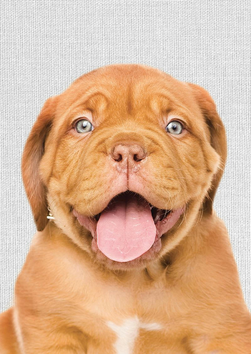 ANIMAL FUN - Tableau métal chien 32x45