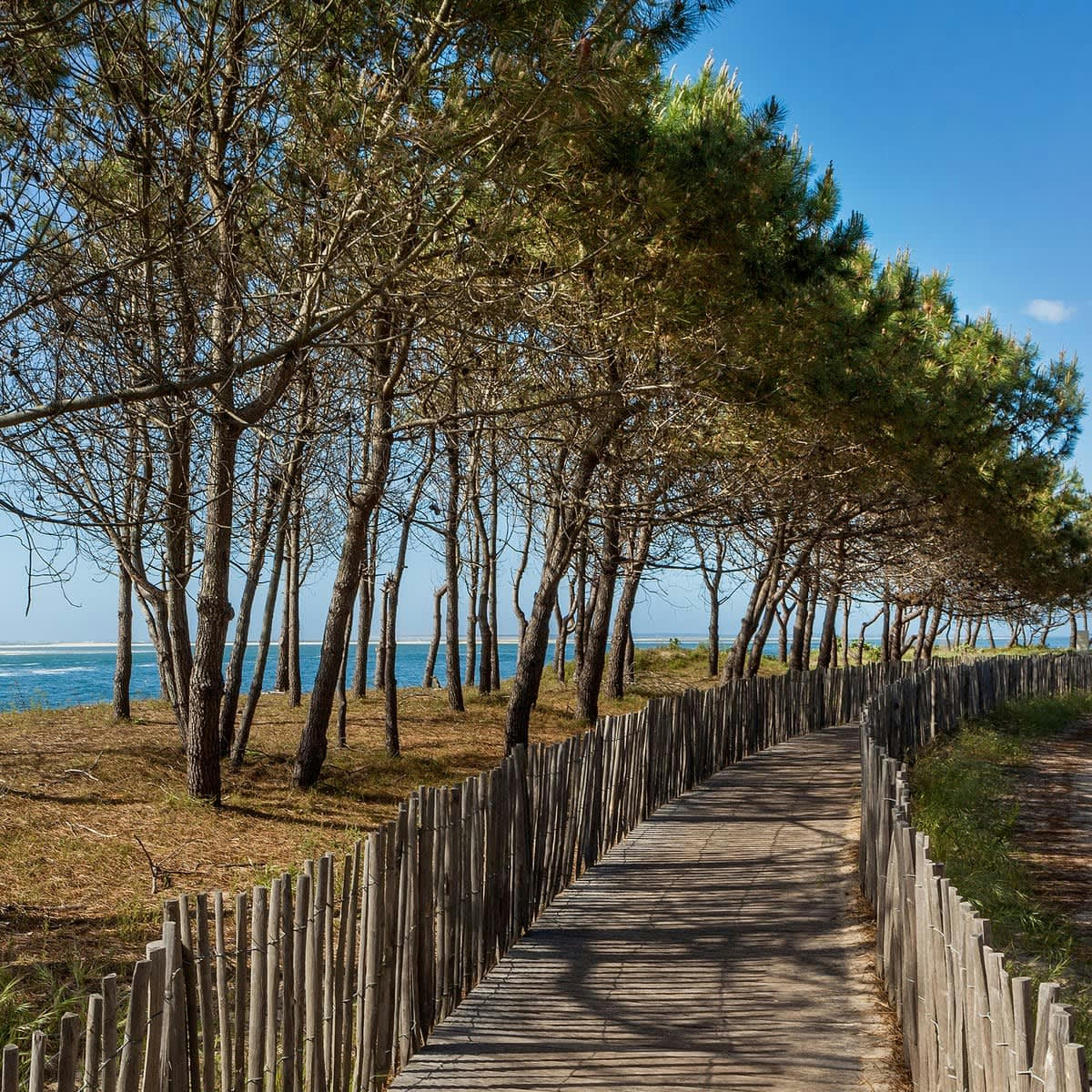 PLAGE - Tableau sur toile chemin d'Arcachon 45x45 cm