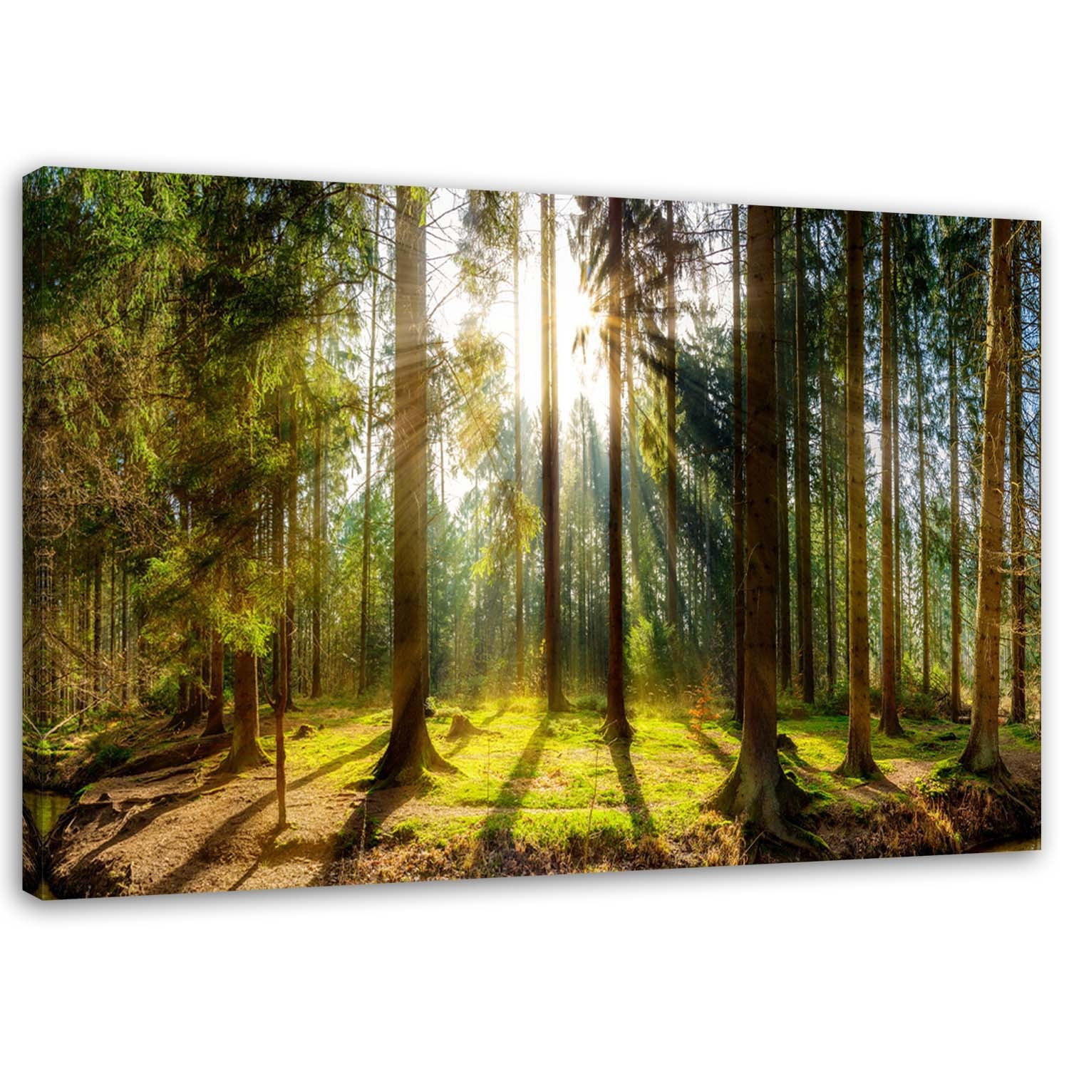 Feeby Obraz na płótnie Promienie w słonecznym lesie 60x40