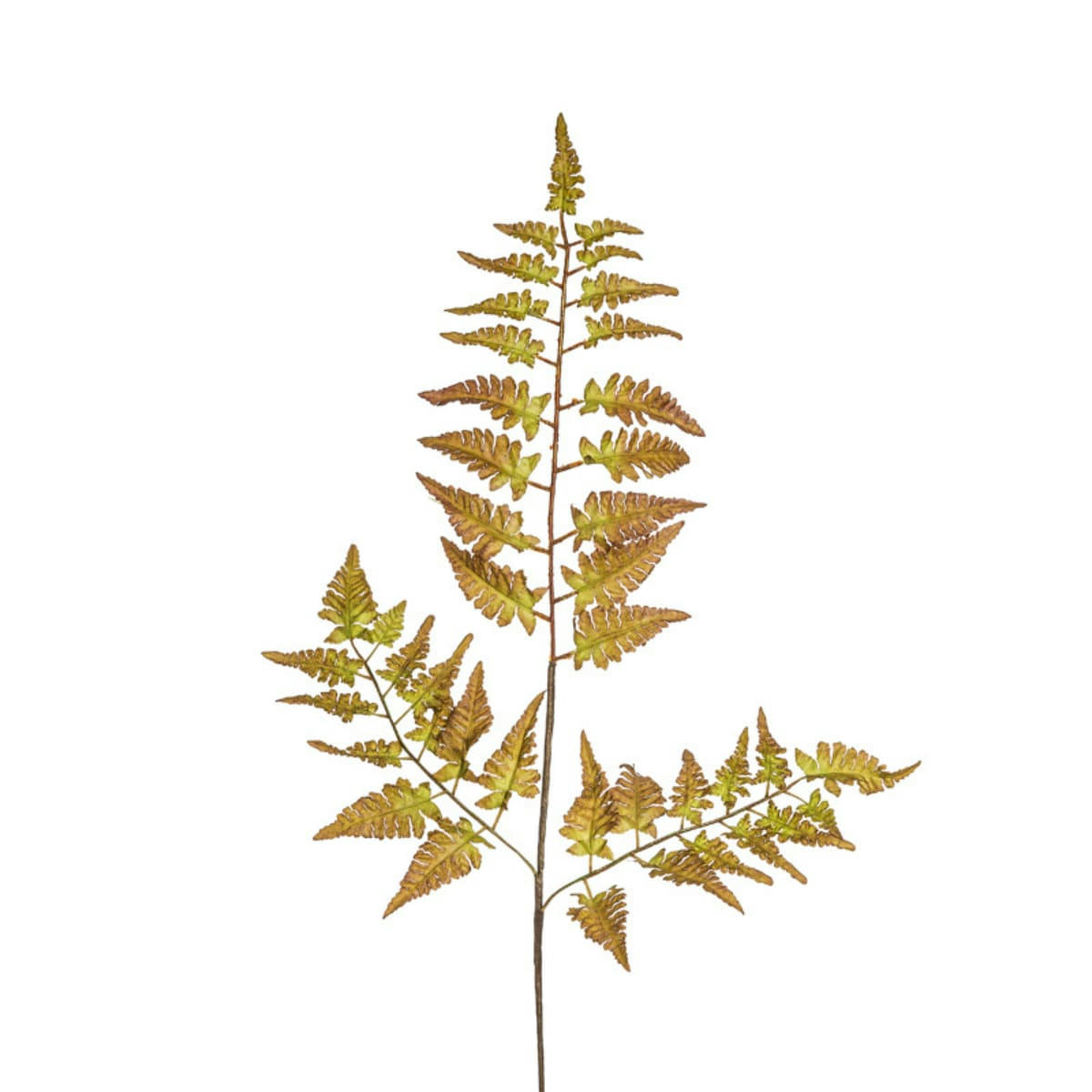 - Tige de fougère h80