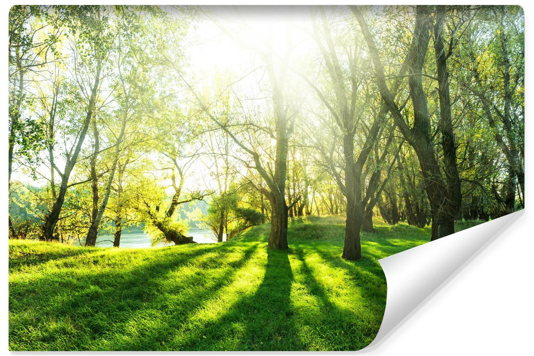 Fototapeta Do Sypialni Słoneczny Las Efekt 3D 90x60cm