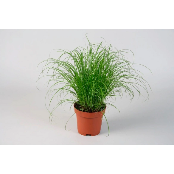Katzengras, Cyperus zumula