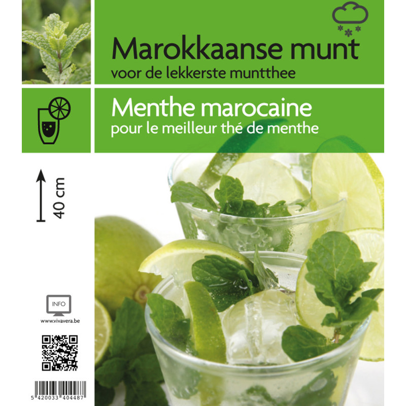 Menthe marocaine en pot