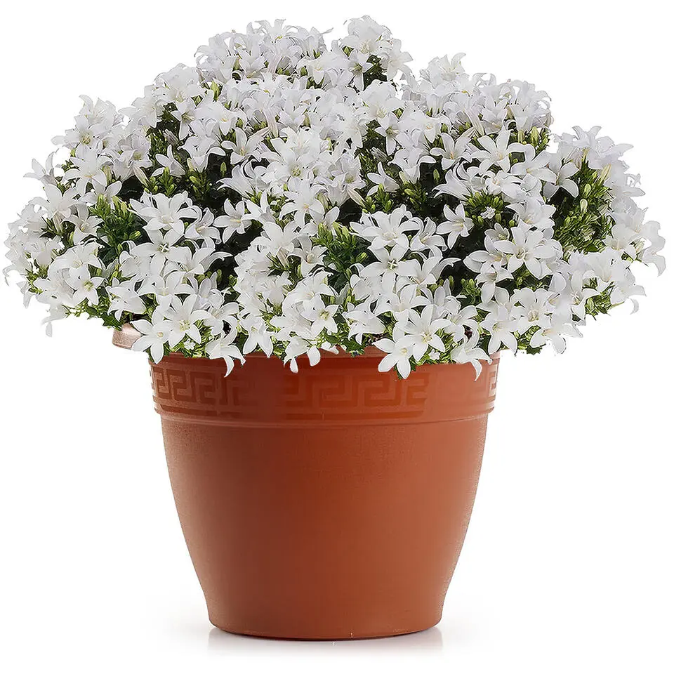 Forte Plastics Bloempot - terracotta- kunststof - 35 cm