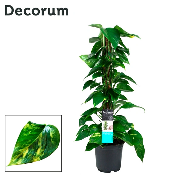 Efeutute, Epipremnum aureum