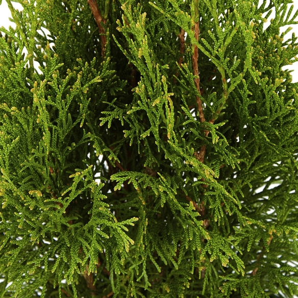 Lebensbaum, Thuja occidentalis »Smaragd«, winterhart