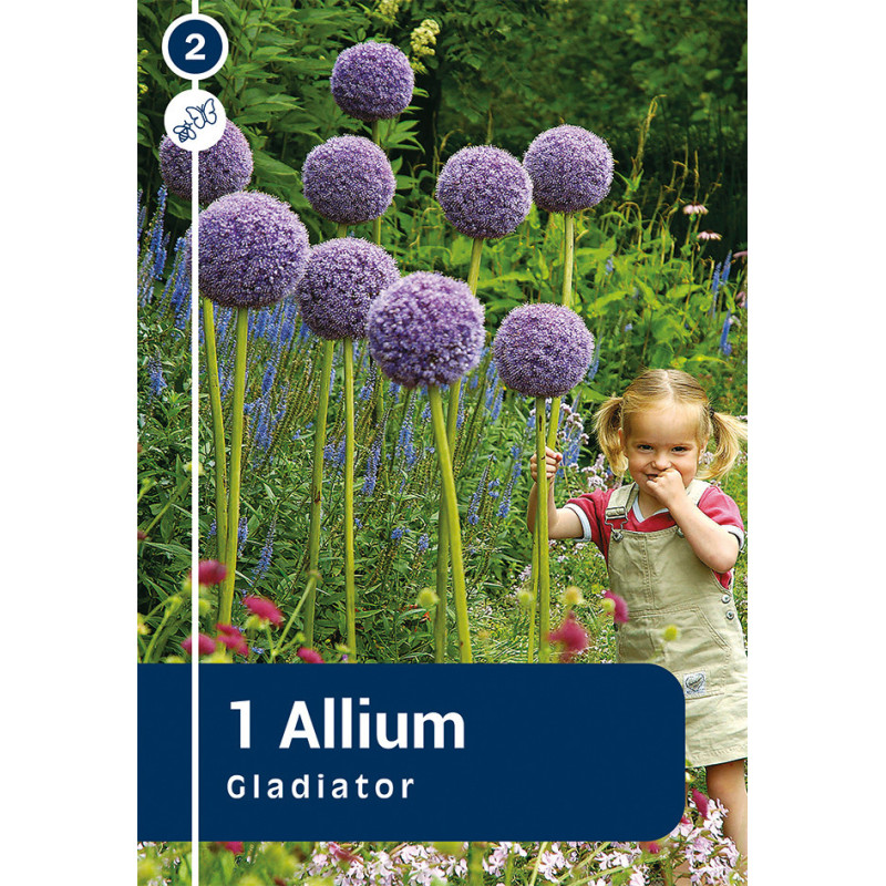 Bulbe d'Allium Gladiator
