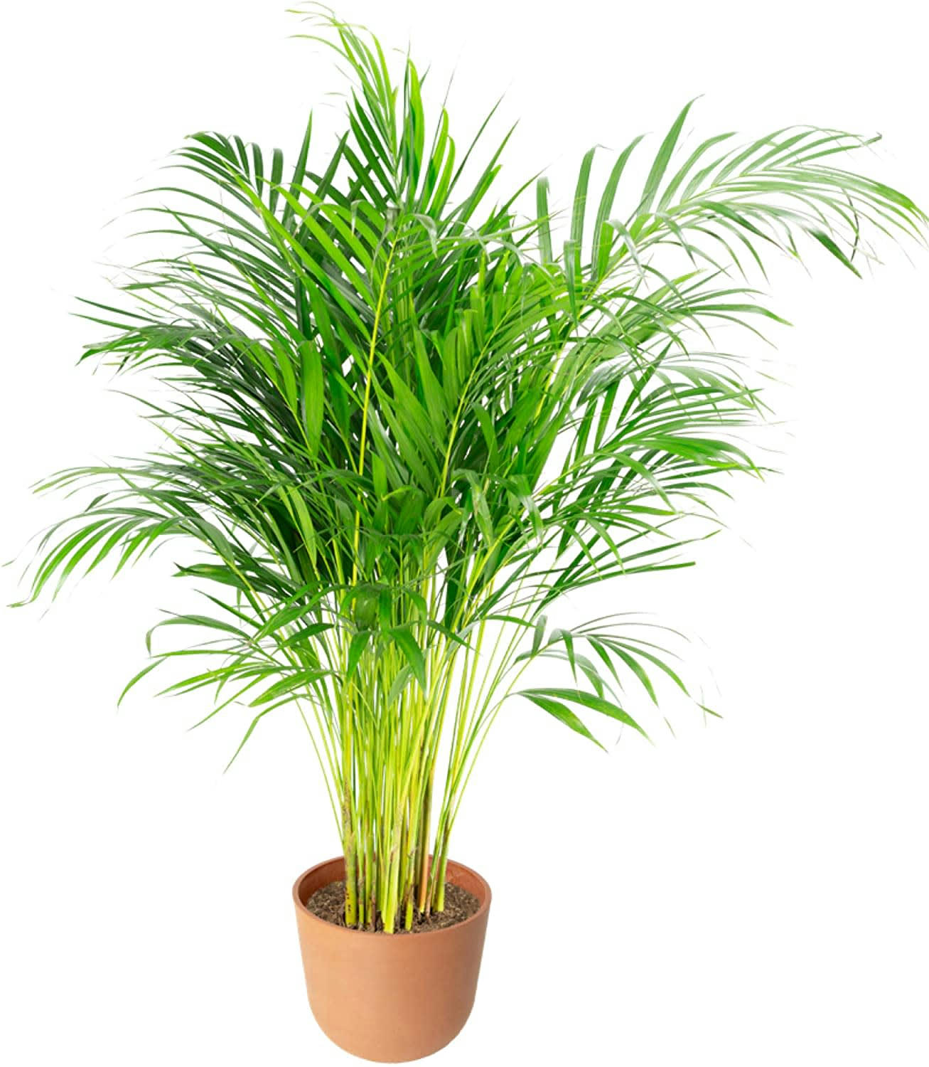 - Plante d'intérieur - Palmier areca de 90 cm en pot terra