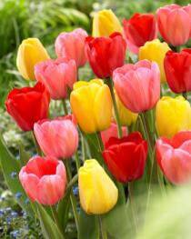Bulbs Are Easy, Darwin Tulip Bulbs, Assorted Varieties, Home Garden