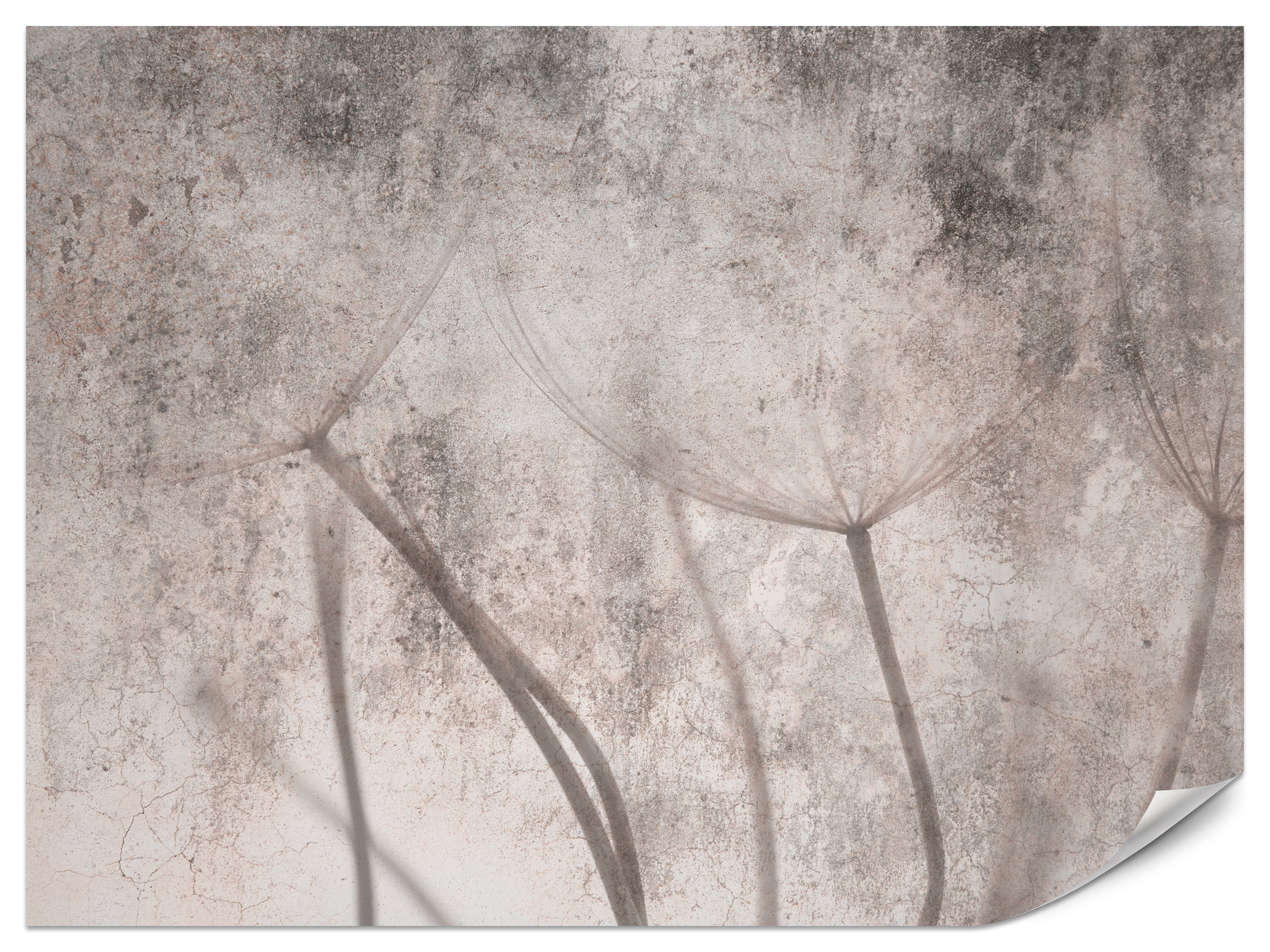 Fototapeta Nasiona Dmuchawca Retro 100x70cm