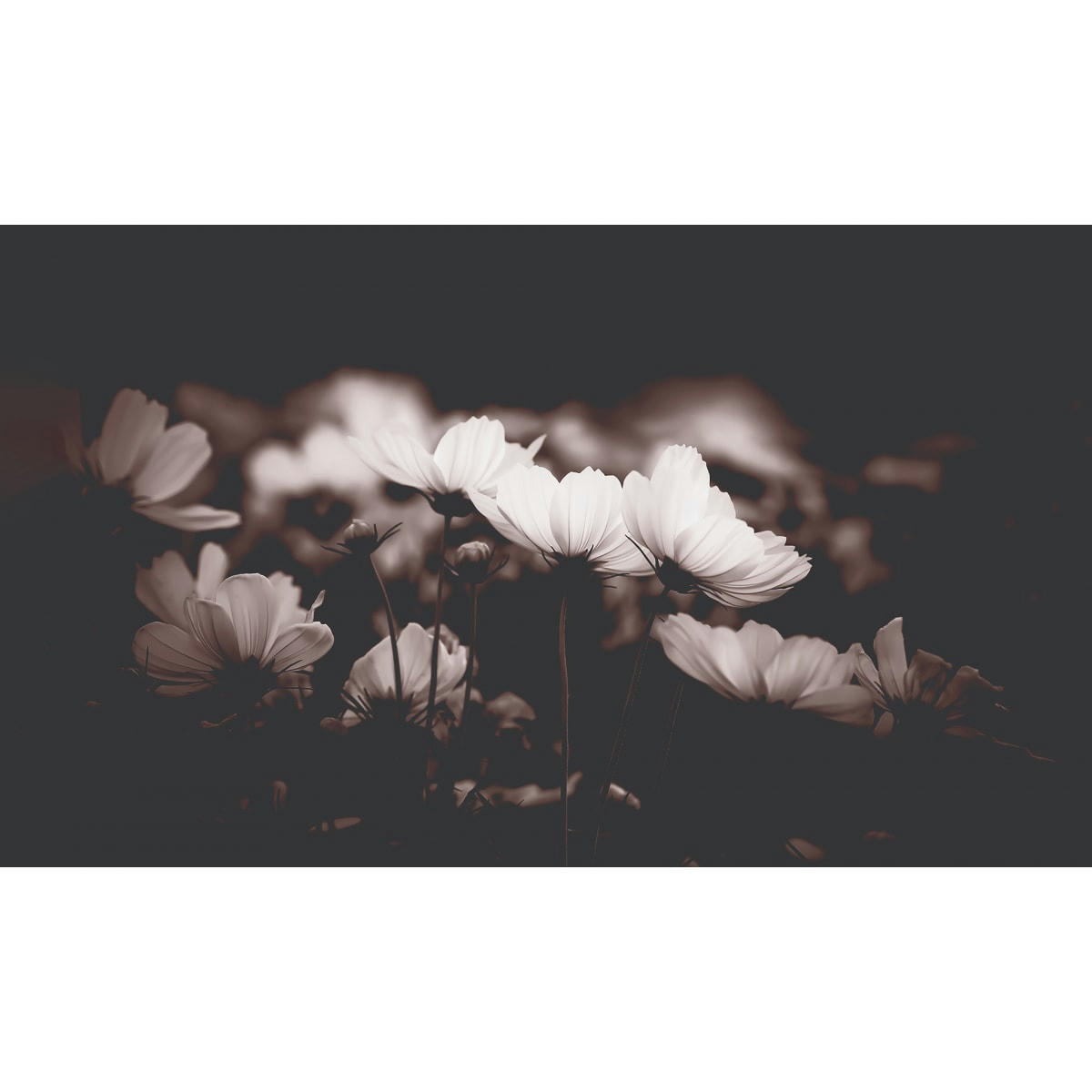 - Papier peint panoramique fleurs de cosmos 255 x 250 cm