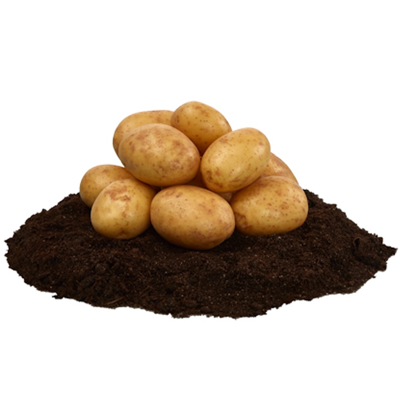 Connect, sättpotatis Ekologisk